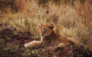 Warangi Ridge: Baby Lion