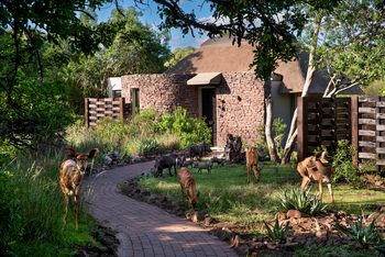 andBeyond Phinda Zuka Lodge: Nyalas und Warzenschweine am Strohdach-Chalet im Goldlicht
