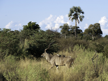 Abu Camp Abu Camp: Kudu