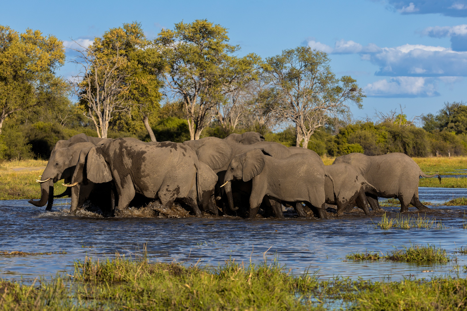 Camp Khwai Camp Khwai: Elefantenherde