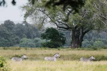 Chilo Ivory Trail Adventure: Zebras im Grasland