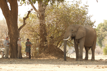 Chitake Mobile Camp Chitake Mobile Camp: Nick Murray mit Elefant