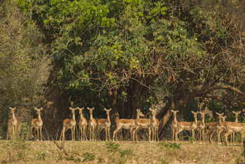 Tusk and Mane Safaris Tusk and Mane Safaris: Impalaherde