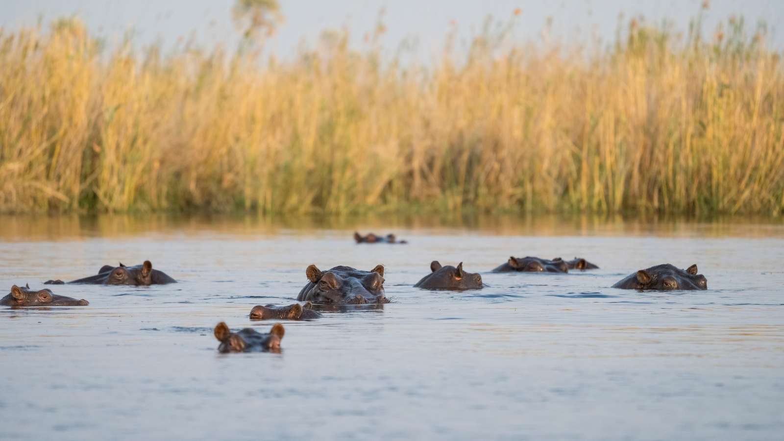 Daunara Safari Camp Daunara Safari Camp: Nilpferde