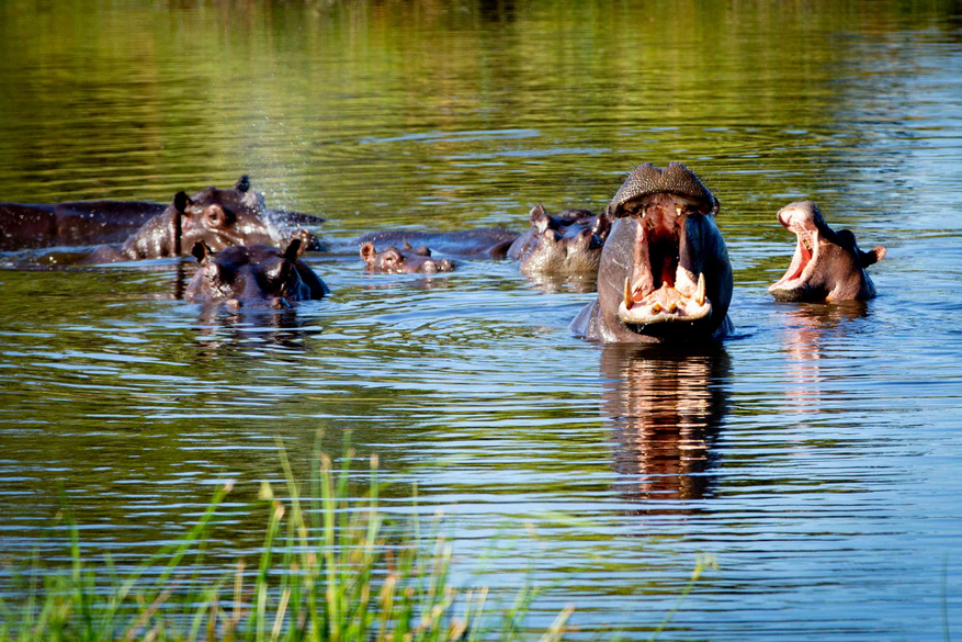 Duba Plains Camp