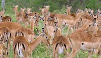 Dulini River: Impalas
