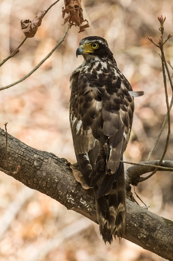 Emerald Tiger Retreat: Adler