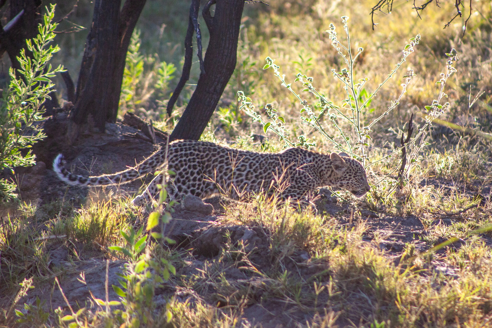 Gomoti Plains Camp Gomoti Plains Camp: Tiere und Landschaft