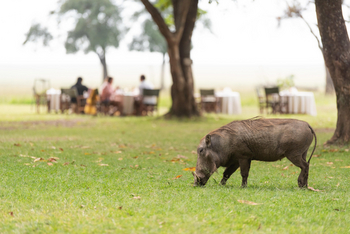 Governors' Camp: Rasenmäher