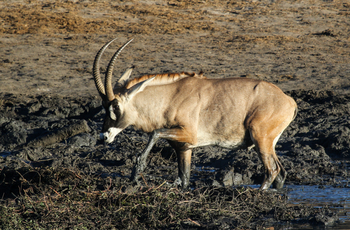 Imvelo Safaris Imvelo Safaris: Pferdeantilope im Schlamm