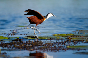 Jacana Camp: African Jacana