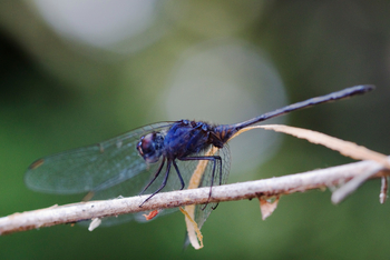 Kanana Camp: Libelle