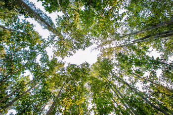 Kanha Jungle Lodge: Blätterdach