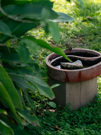 Katambuga House: Vogelbad