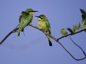 Kings Pool Camp Kings Pool Camp: Little Bee-Eaters
