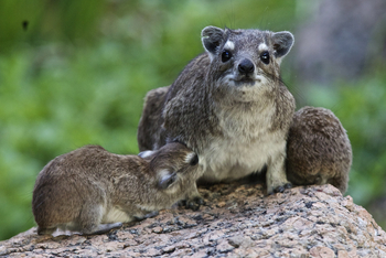 Konkamoya Lodge: Yellow-spotted rock hyrax - Heterohyrax brucei
