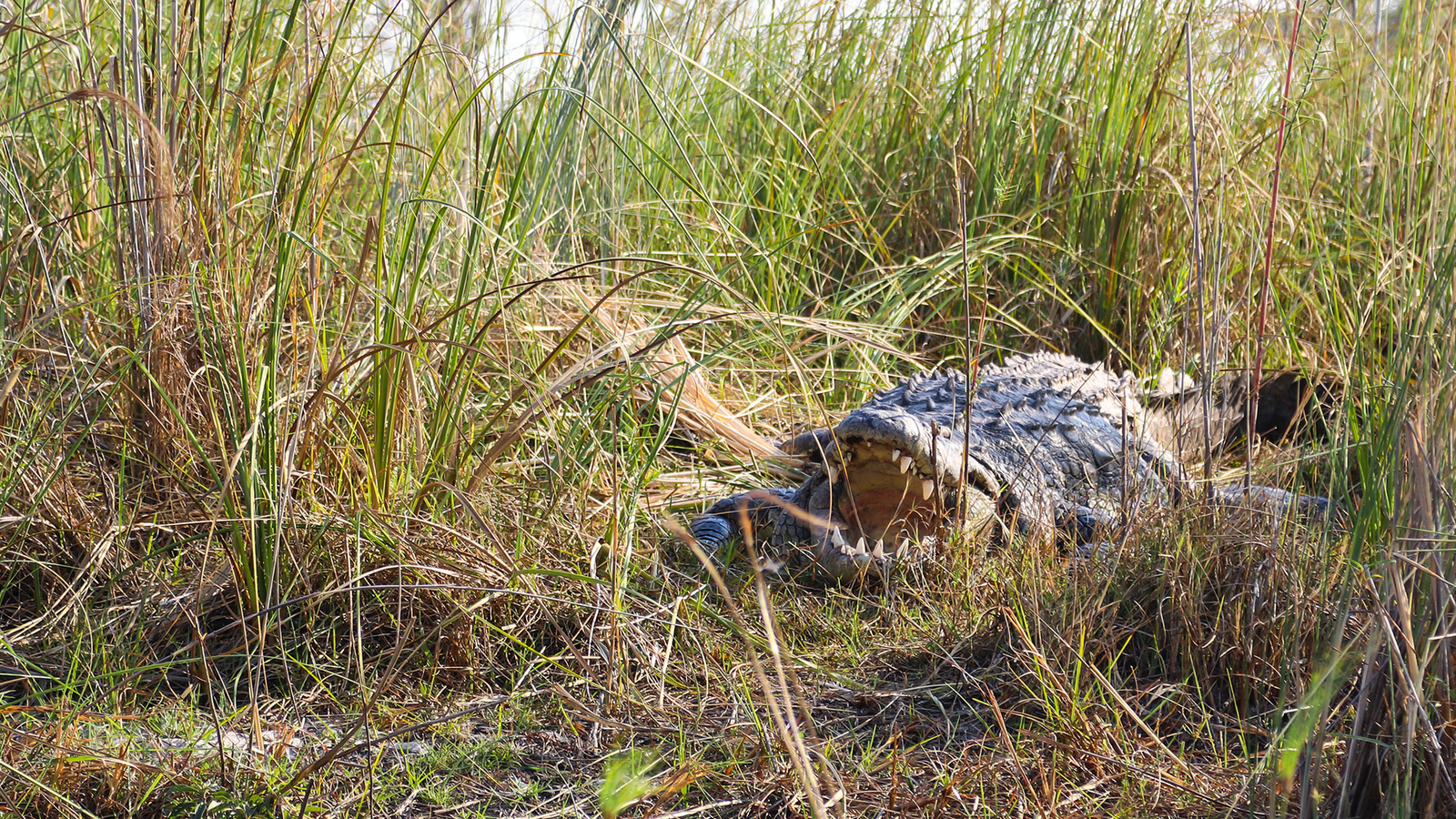 Lianshulu Lodge Lianshulu Lodge: Krokodil