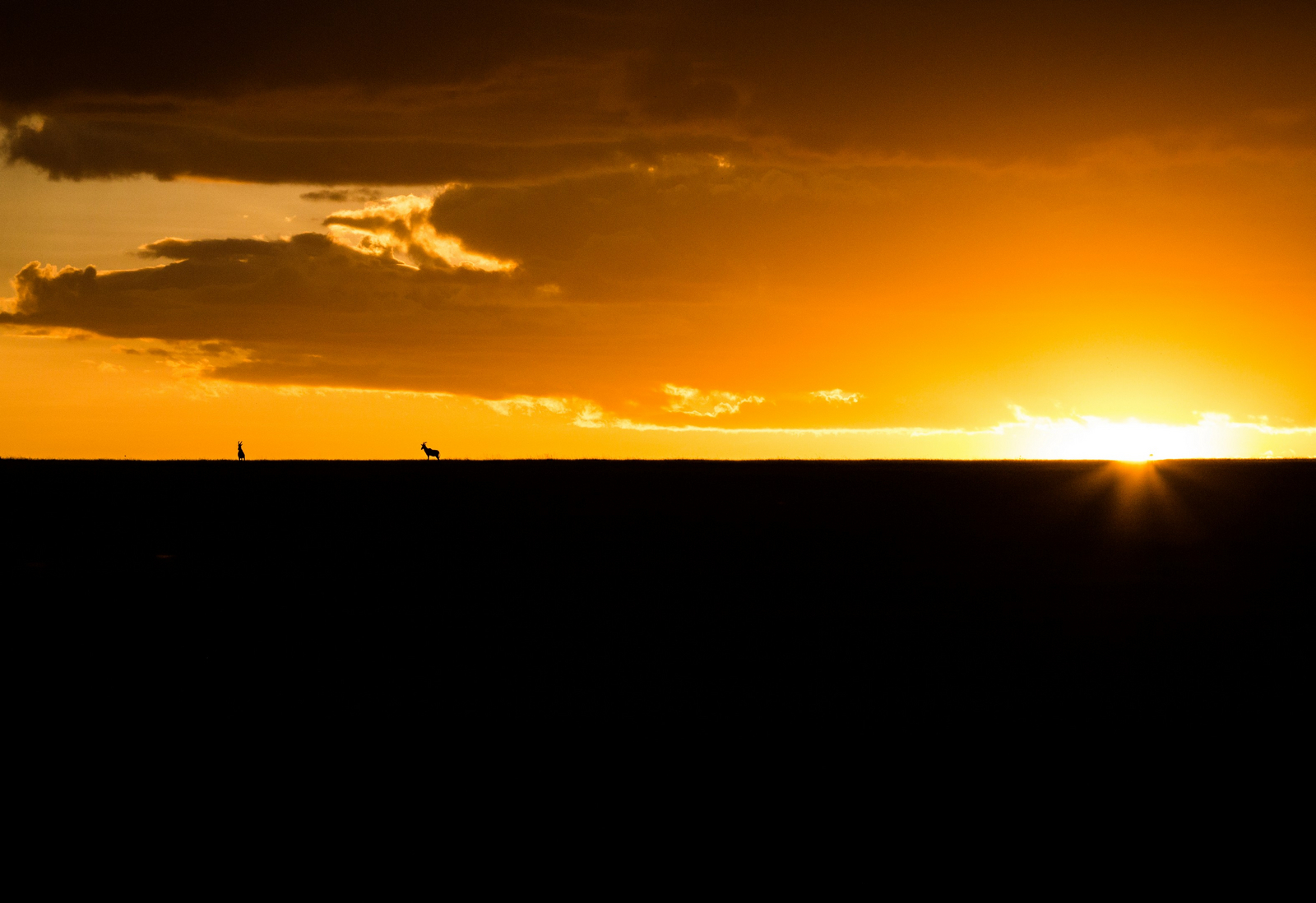 Mara Plains Camp Mara Plains Camp: Topis am Horizont