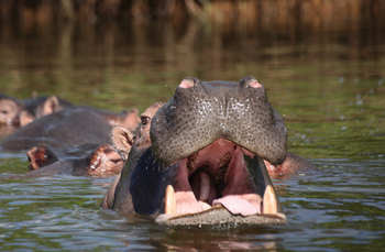 Mihingo Lodge: Hippo