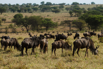 Nasikia Mobile Migration Camp: Gnuherde