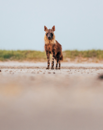 Camp Kalahari Camp Kalahari: Begegnung mit brauner Hyäne