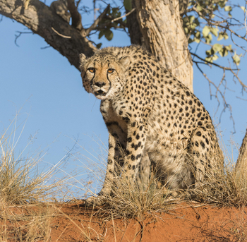 Okonjima Plains Camp: Gepard