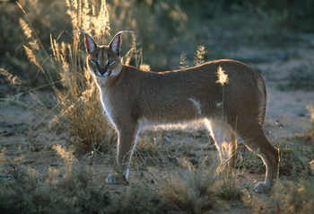 Okonjima Plains Camp: Karakal