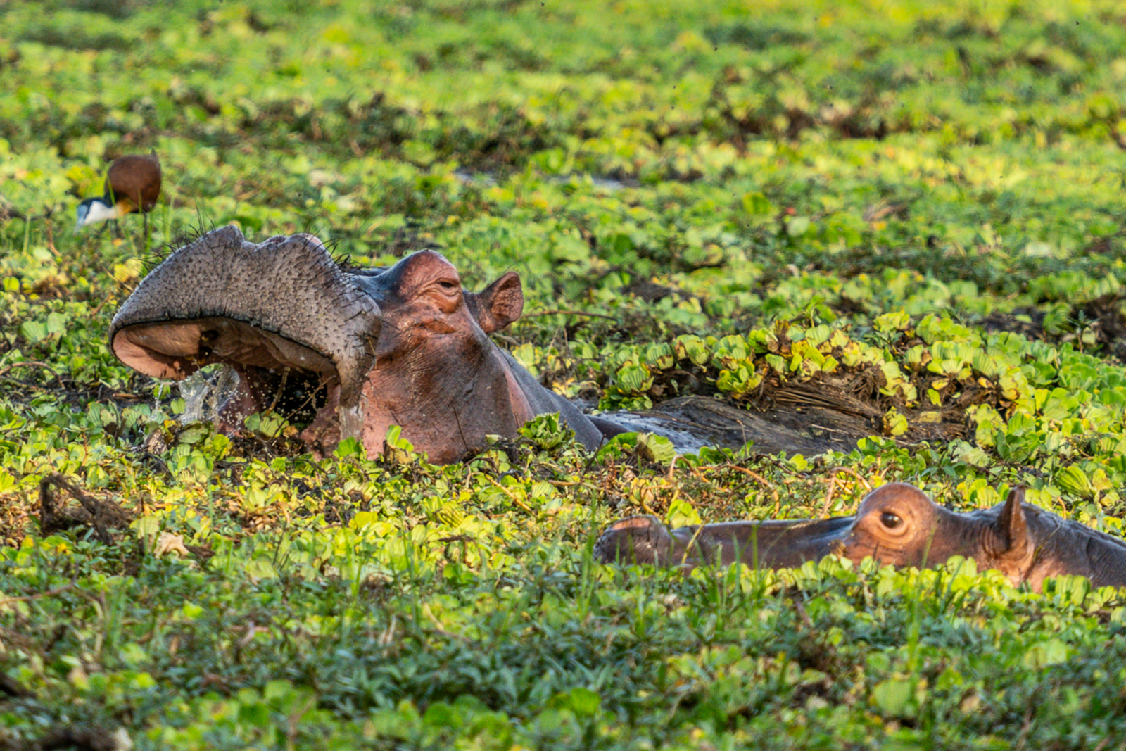 Painted Dogs Lagoon Camp Painted Dogs Lagoon Camp: Hippos