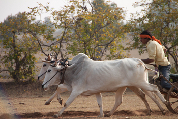 Pench Jungle Camp: Bullenrennen