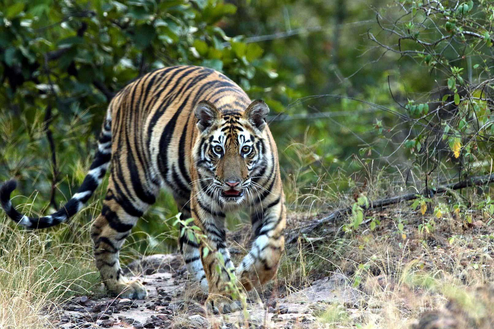 Pench Tree Lodge Pench Tree Lodge: Tiger