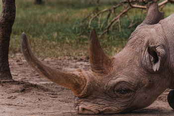 Porini Rhino Camp: Double Unicorn