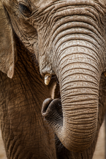 Saruni Samburu: Reteti Elephan Sanctuary
