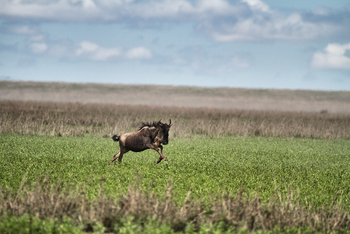 Serian Serengeti Lamai: Gnu im Sprung