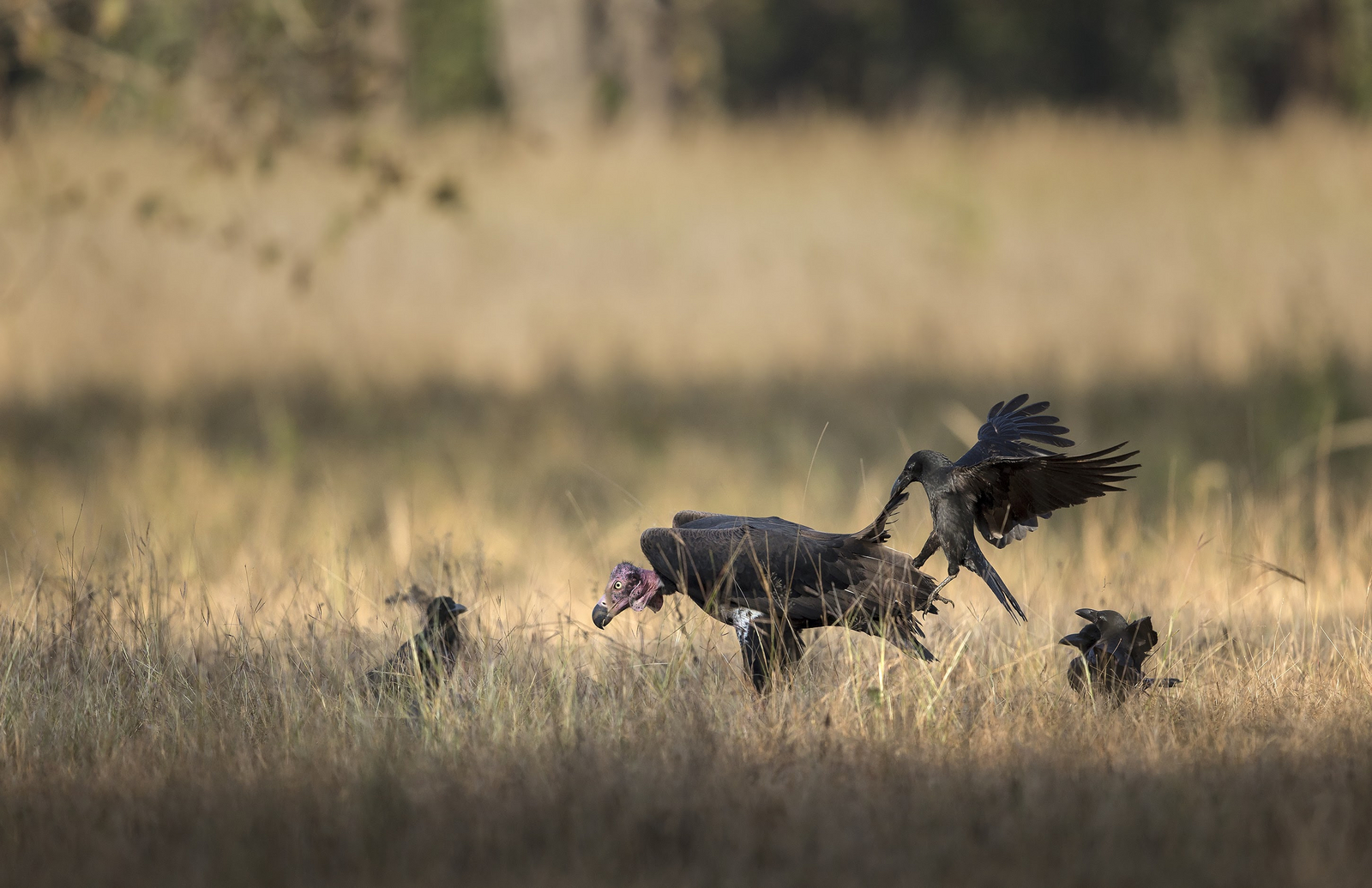 Singinawa Jungle Lodge Singinawa Jungle Lodge: Geier