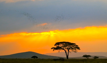 Sirikoi Lodge Sirikoi Lodge: Akazie