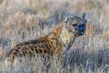 Sirikoi Lodge Sirikoi Lodge: Tüpfelhyäne