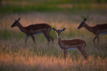 Sungani Lodge: Impala