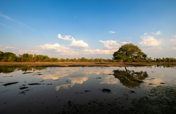 Sungani Lodge Sungani Lodge: Postkartenbaum