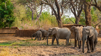 Tafika Camp: Elefanten vor dem Elephant Hide