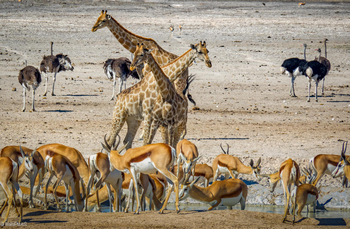 Taleni Etosha Village: Tiere am Wasserloch