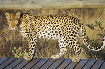 Tau Pan Camp Tau Pan Camp: Leopard auf dem Pooldeck