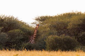 Thamo Telele: Giraffenhals