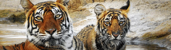 The Oberoi Vanyavilas Wildlife Resort The Oberoi Vanyavilas Wildlife Resort: Tiger beim Bad