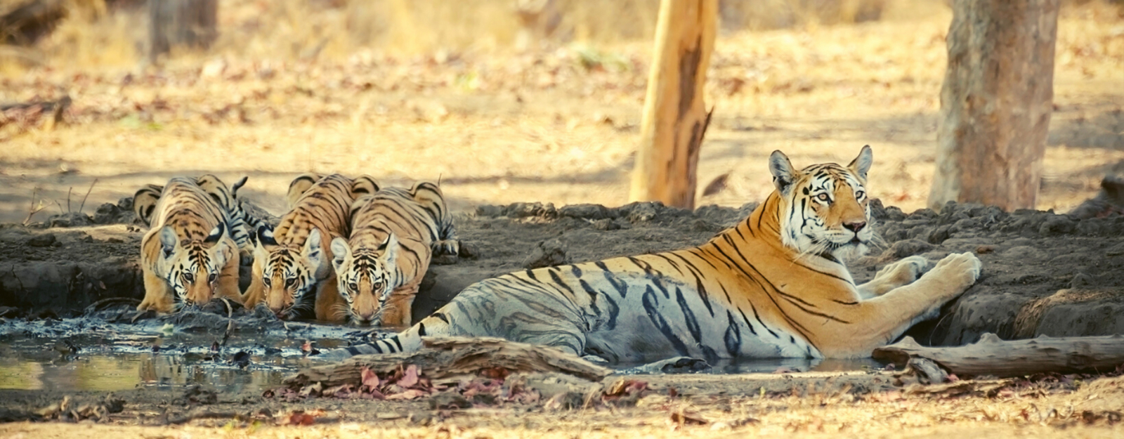 The Riverwood Forest Retreat The Riverwood Forest Retreat: Tigerin mit Jungtieren