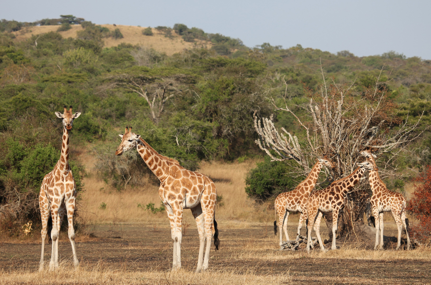 Mihingo Lodge