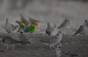 Chem Chem Lodge: Lovebirds und Ring-Necked Pigeons