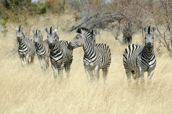 Divava Okavango Lodge and Spa: Zebras in Mahango