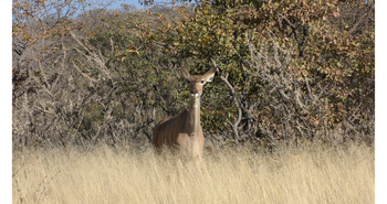 Epacha Game Lodge: Kudukuh
