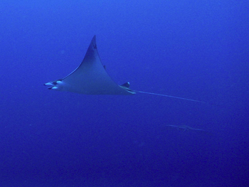 Fundu Lagoon: Tauchen