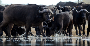 Imvelo Safaris Imvelo Safaris: Büffelherde